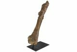Triceratops Pelvic Bone (Pubis) - Wyoming #130215-2